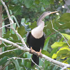 Anhinga
