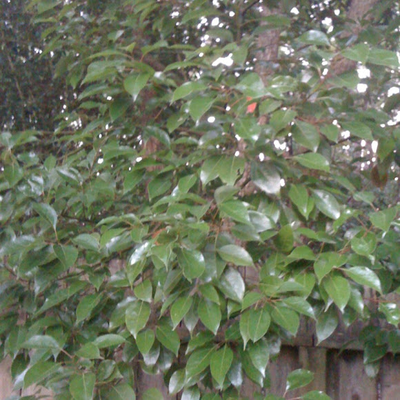 Spotting Image 1