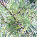 White pine