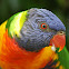 Rainbow Lorikeet