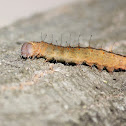 Afflicted Dagger Moth