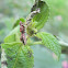 Assassin Bug