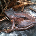 Southern Brown Tree Frog
