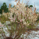 October Flower