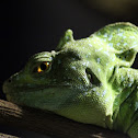 Plumed Basilisk