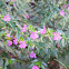 False Heather (Cufia)
