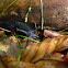 Schwarze Wegschnecke