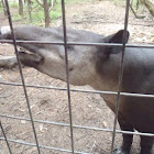 Tapir
