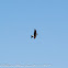 House Martin; Avión Común