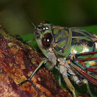 Cicada and Mosquito