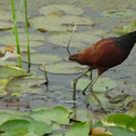 Gallito de agua