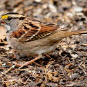 White-throated sparrow