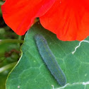 Small White Butterfly caterpillar