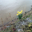 Daffodil