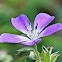 Wood Cranesbill/Woodland Geranium