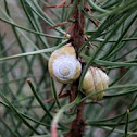 Caracol