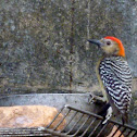 woodpecker