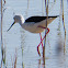 Black-winged Stilt; Cigüeñuela