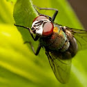 Fly