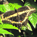 Giant swallowtail