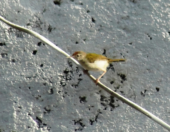 Spotting Image 1