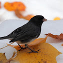 Dark-eyed Junco