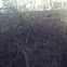 Blackberry Bush