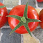 Cherry Tomato