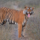 Royal Bengal Tiger