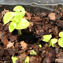 Basil