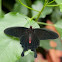 Pink Rose Butterfly