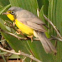 Canada Warbler