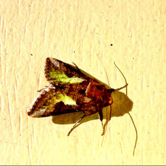 Spotting Image 1