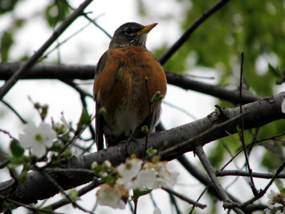Spotting Image 1