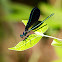 Ebony Jewelwing
