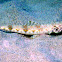 Sand Diver