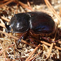 Rhinoceros beetle