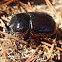 Rhinoceros beetle