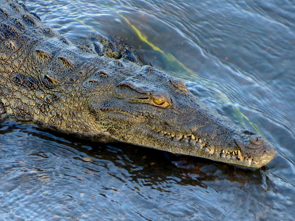 Spotting Image 1