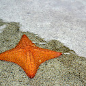 Star fish
