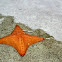 Star fish