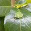 Green Stink bug
