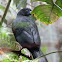 Black Guan