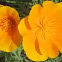 California Poppy
