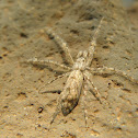Spider