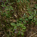 Poison Oak