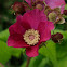 Purple flowering Rasberry