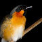Spectacled Monarch