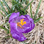 Crocus