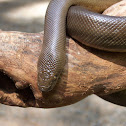 Rubber Boa